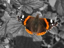 Red Admiral